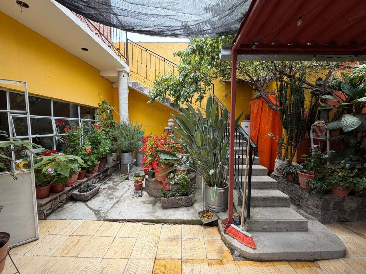 El patio de la casa: muros amarillos, geranios rojos, aves del paraíso y decenas de macetas de barro