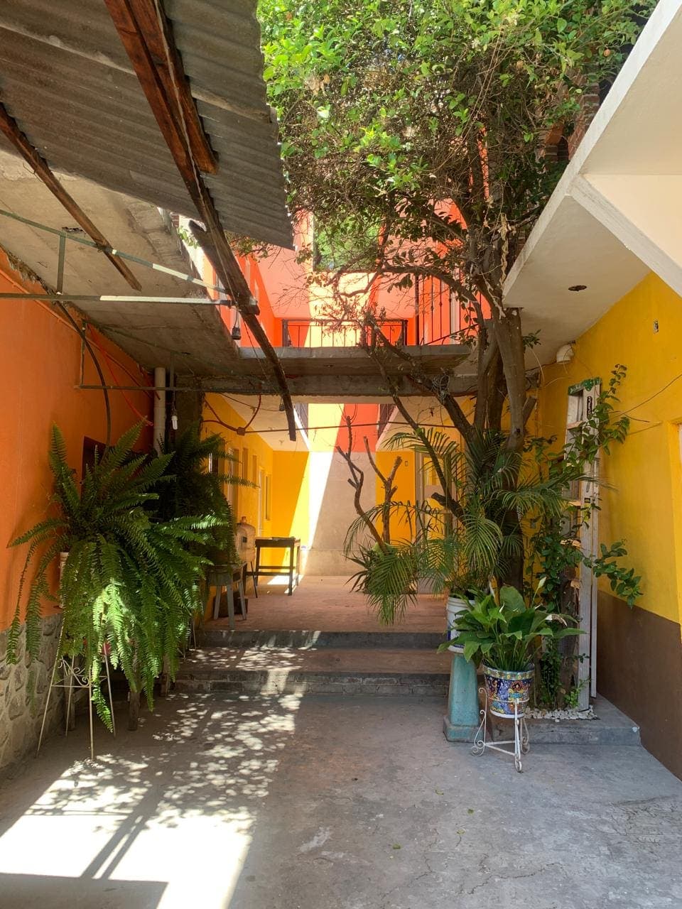 El corredor del patio con helechos enormes, palmas y una maceta de talavera